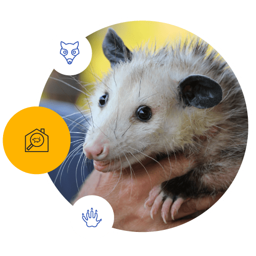 Possum Removal In Melbourne