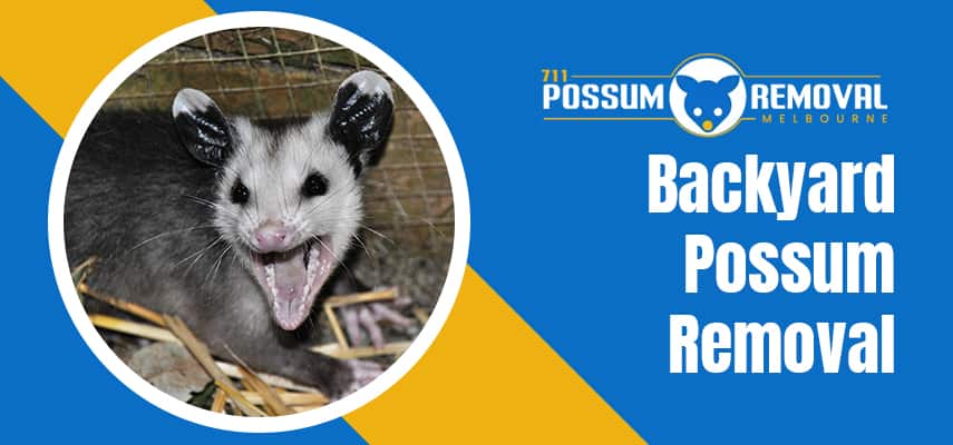 Backyard Possum Removal Service